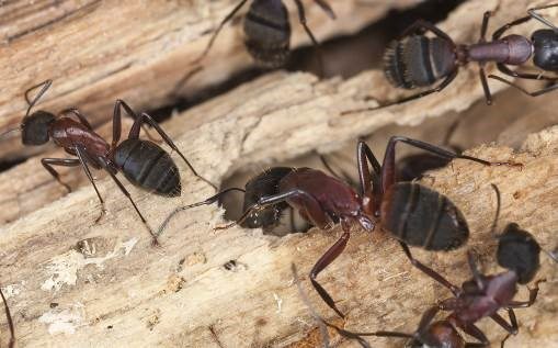 Disinfestazione formiche del legno