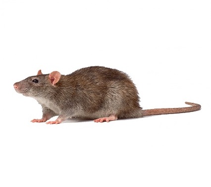 ratto ridotta