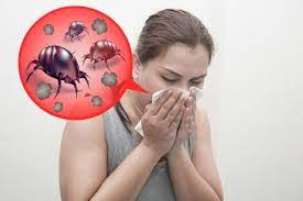 Gli acari della polvere provocano dermatiti e asma