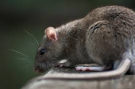 Rattus Norvegicus Ratto delle fogne