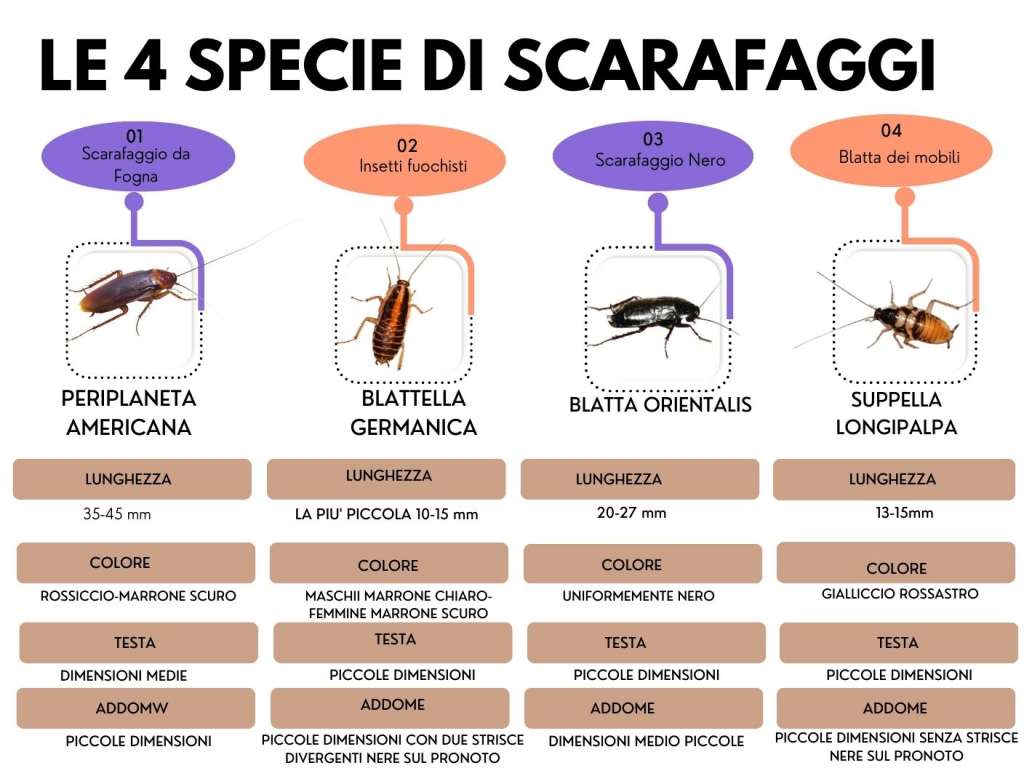 Scarafaggio nero, scarafaggio rosso, disinfestazione