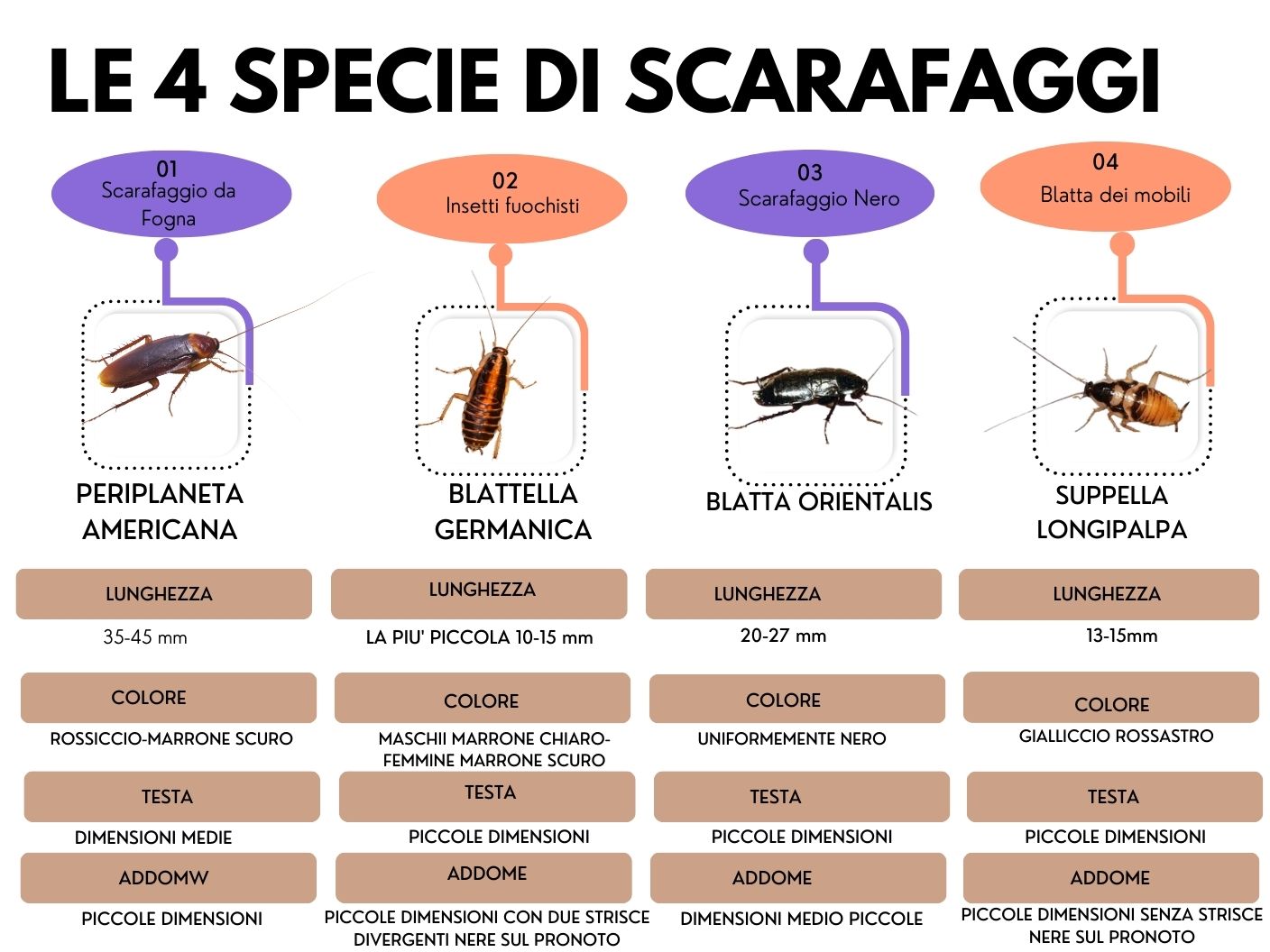 Scarafaggio Nero Scarafaggio Rosso Disinfestazione Servizipid it Scarafaggio Nero Scarafaggio Rosso Disinfestazione Servizipid it