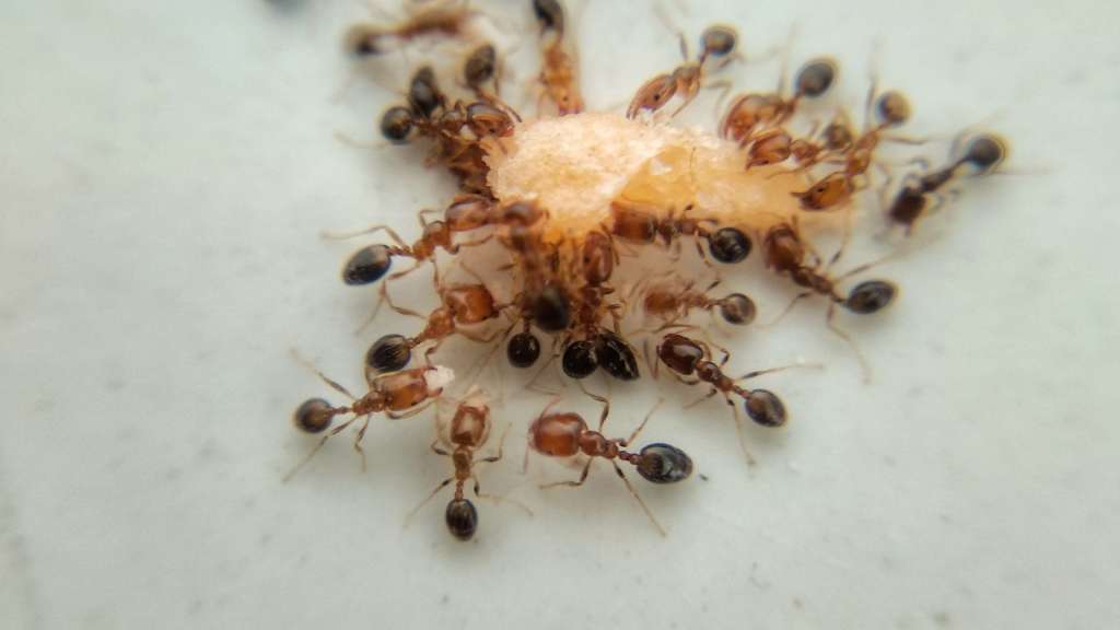 Consigli su come effettuare una disinfestazione fai da te contro le formiche.