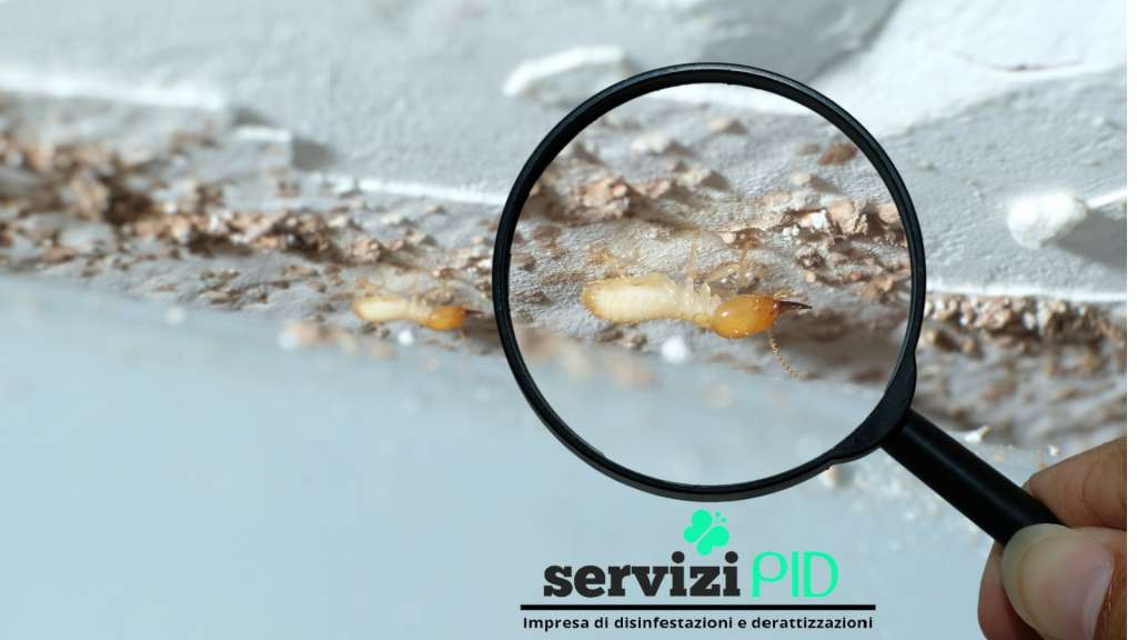 Danni causati dalle termiti in casa. Disinfestazione termiti.