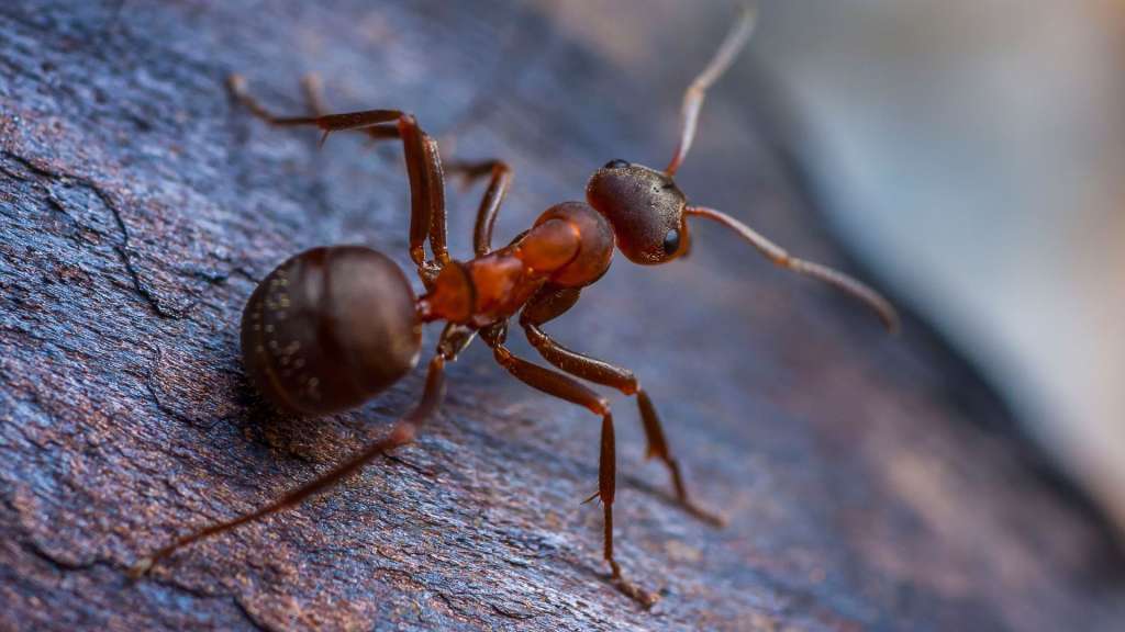 Disinfestazione formica Crematogaster scutellaris