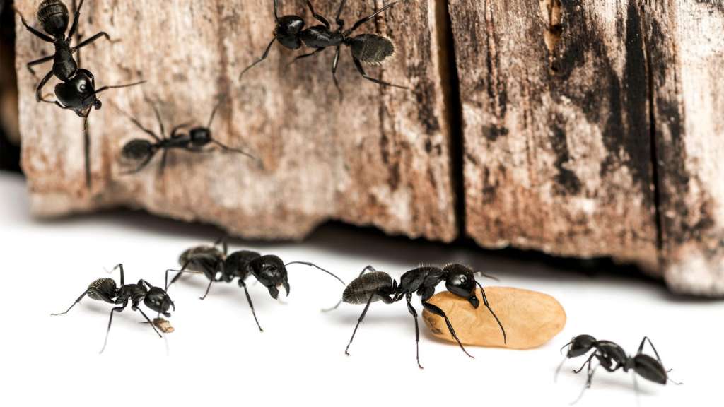 Veleno potente contro le formiche