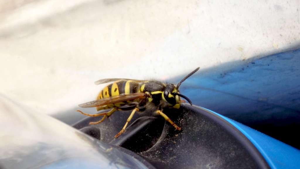 Vespe in casa, disinfestazione vespe