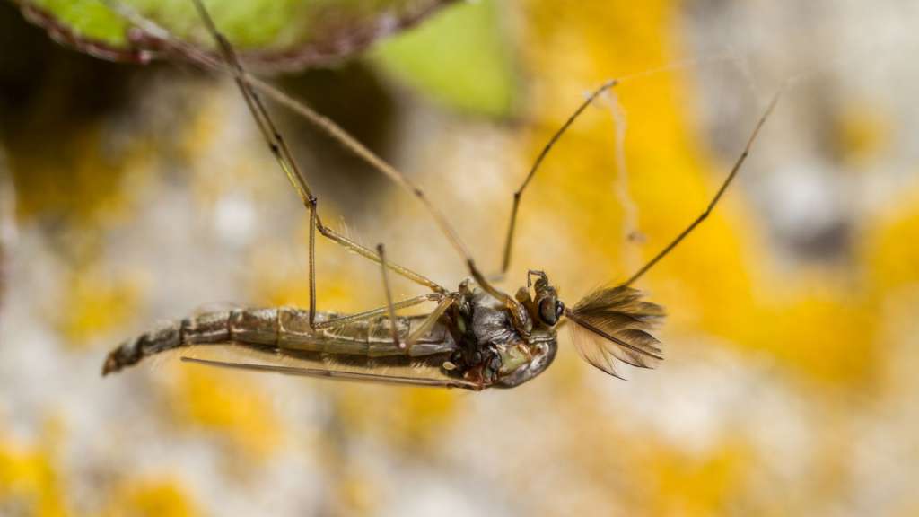 Disinfestazione chironomidi