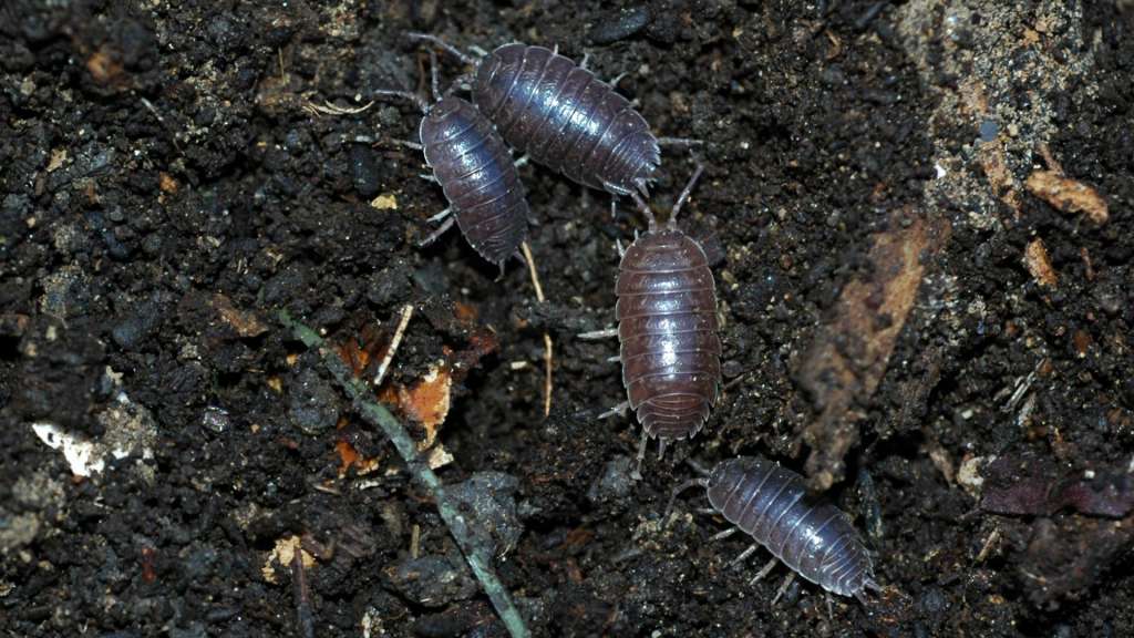 Disinfestazione porcellini di terra in casa e all'esterno