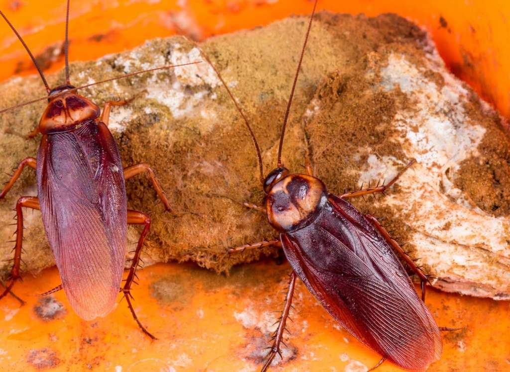 Blatte in cucina sono pericolose per la salute dell'uomo