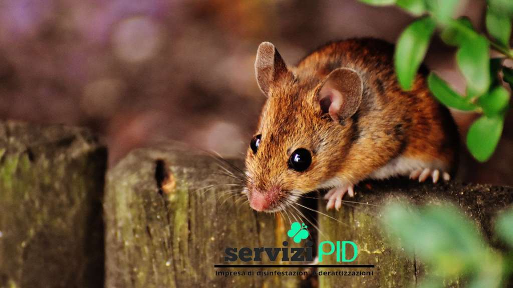 Derattizzazione Tecniche per eliminare Ratti e Topi