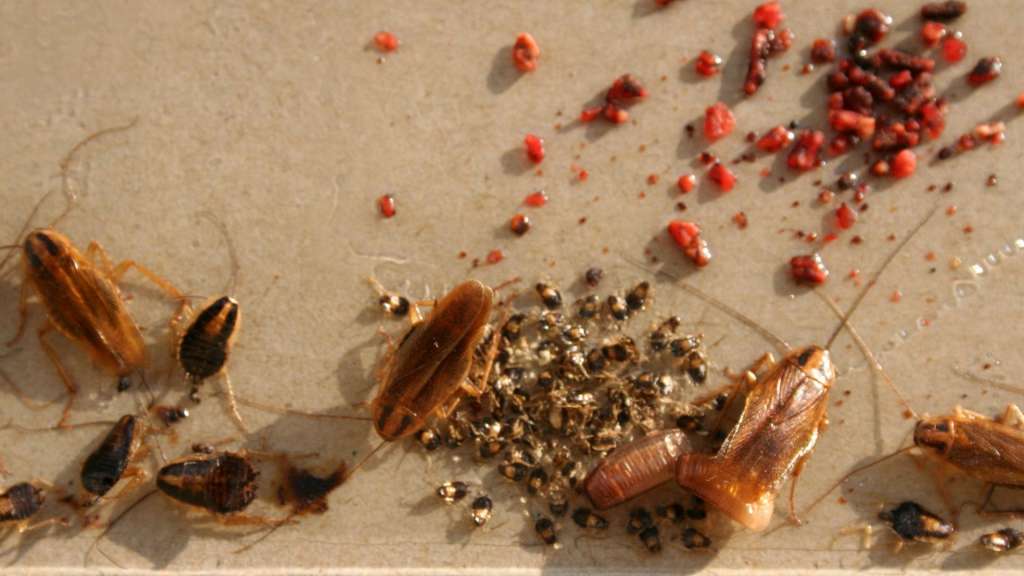 Come accorgersi di avere scarafaggi in casa