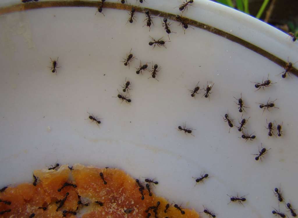 Disinfestazione formiche Lecce e Provincia